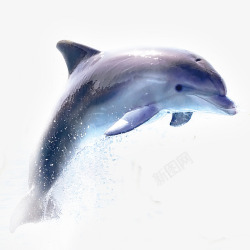 海豚海豚高清图片