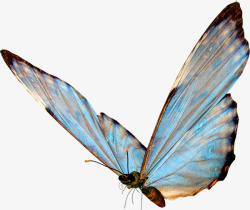 手绘昆虫蝴蝶透明高清图片