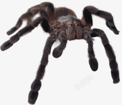 动物园免扣PNG图恐怖的蜘蛛高清图片