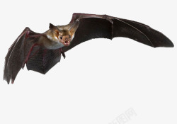 飞行的蝙蝠素材