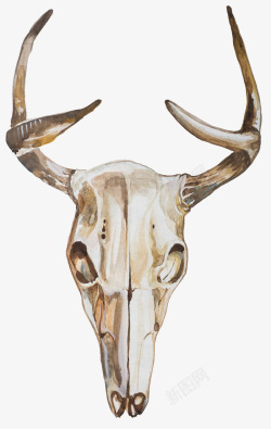 动物头骨水彩麋鹿头骨简图高清图片