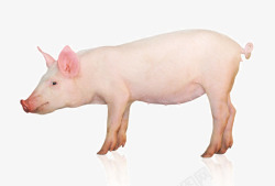 猪肉实物图家猪实物图高清图片
