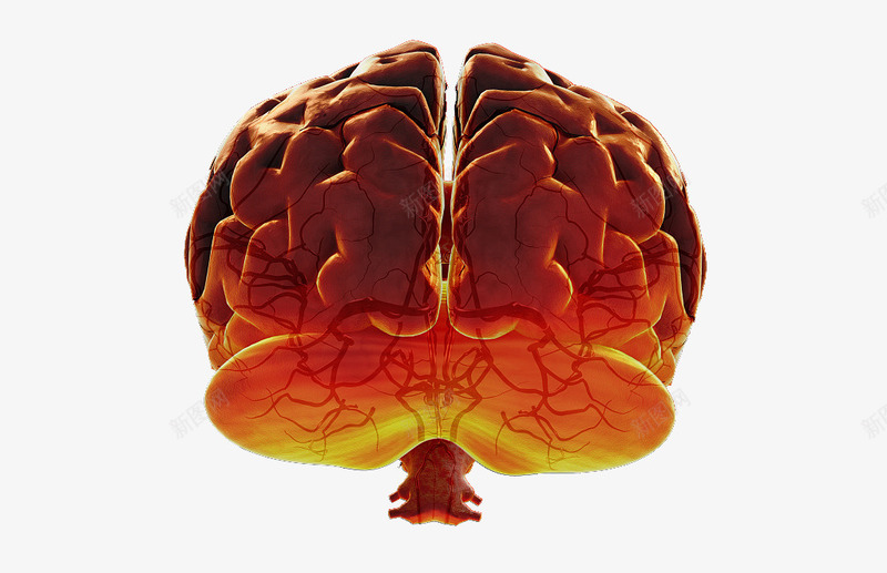 大脑血管分布png免抠素材_新图网 https://ixintu.com 人体经脉 人体结构 动物血管 叶脉 心血管系统 生物医学插图 脉管束