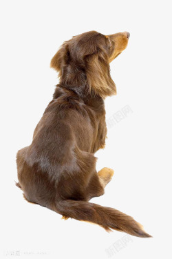 狗背影一条宠物狗高清图片