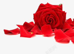 花盛开红玫瑰花高清图片