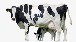 奶牛母牛矢量图素材