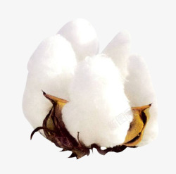 植物棉花一朵白色精梳棉花高清图片