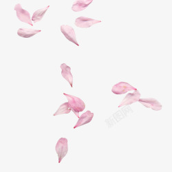 高清唯美唯美樱花花瓣元素高清图片