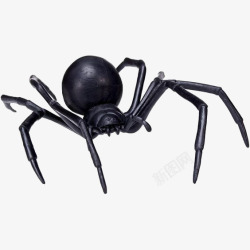 爬行类动物蜘蛛高清图片