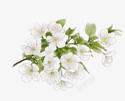 梨花开春天素色梨花手绘高清图片