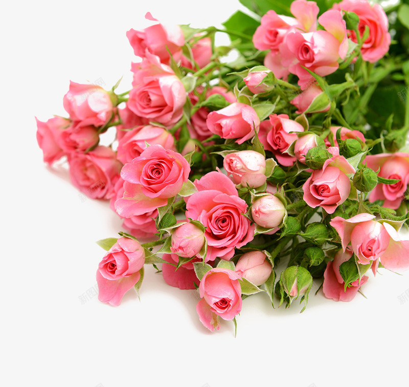 粉红色的玫瑰花花束png免抠素材_新图网 https://ixintu.com 玫瑰丛 玫瑰花 粉红色 花束
