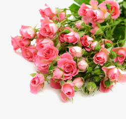 粉红色玫瑰粉红色的玫瑰花花束高清图片