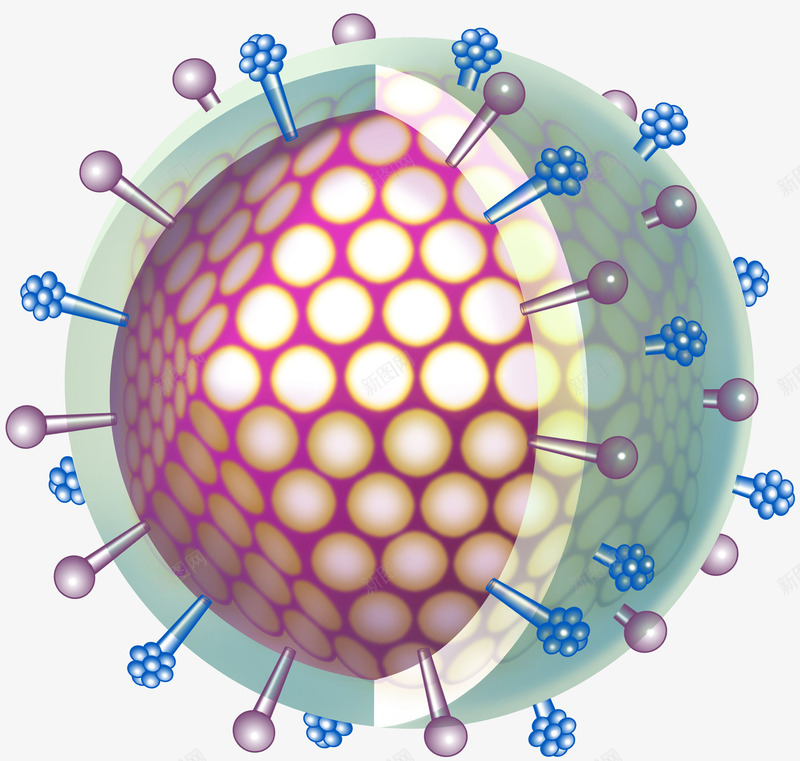 病毒细胞横截面立体插画png免抠素材_新图网 https://ixintu.com 免抠PNG 基因 微生物 显微 病毒学 病毒细胞横截面立体插画 自然科学 遗传学