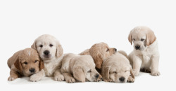 拉布拉多矢量一群可爱的小狗高清图片