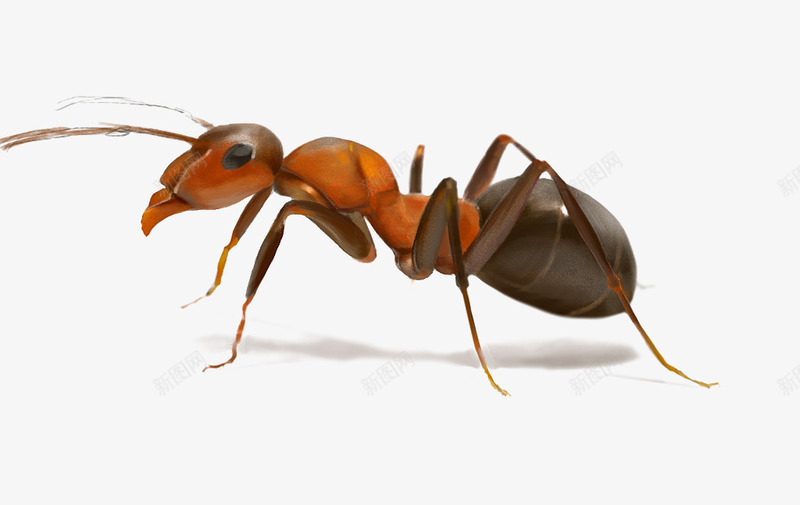 一只红色蚂蚁png免抠素材_新图网 https://ixintu.com 大蚂蚁 小蚂蚁 红蚂蚁 蚂蚁 蝼蚁