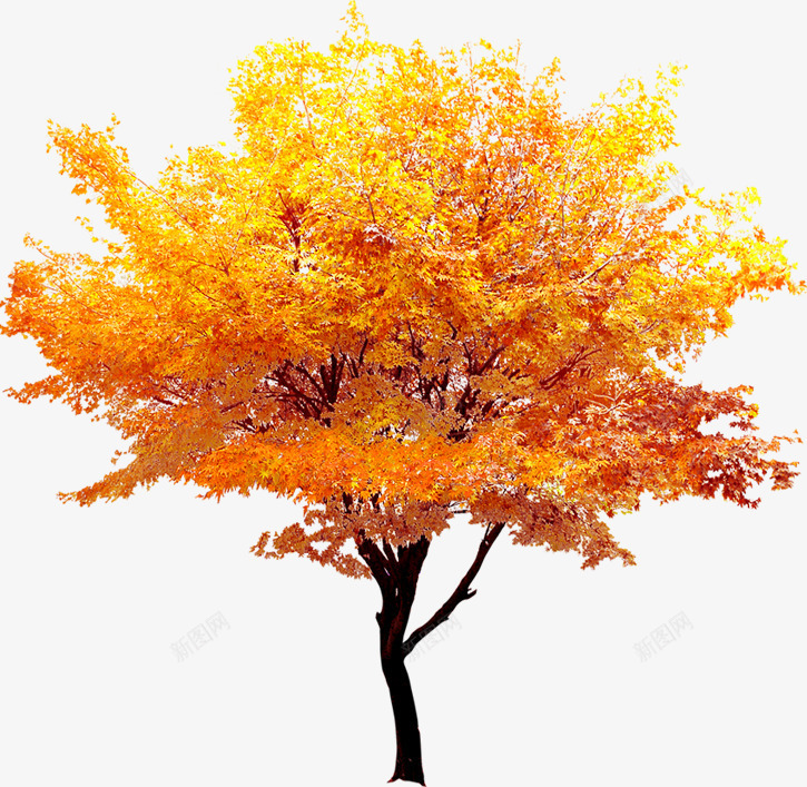 秋天的金色枫叶树木png免抠素材_新图网 https://ixintu.com 枫叶 树木 秋天 金色