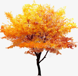 金色树木秋天的金色枫叶树木高清图片