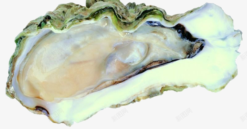 破开的牡蛎png免抠素材_新图网 https://ixintu.com 海鲜 牡蛎 生物 装饰 食材