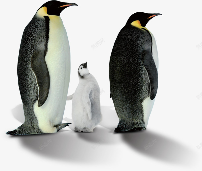 企鹅png免抠素材_新图网 https://ixintu.com 三只企鹅 南极 夏日 清凉一夏