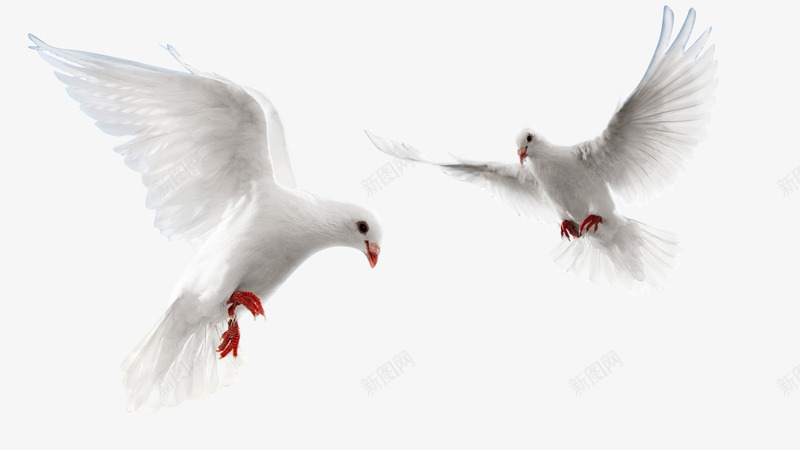 两只飞舞鸽子png免抠素材_新图网 https://ixintu.com 飞舞 鸽子 两只 白鸽 和平鸽 