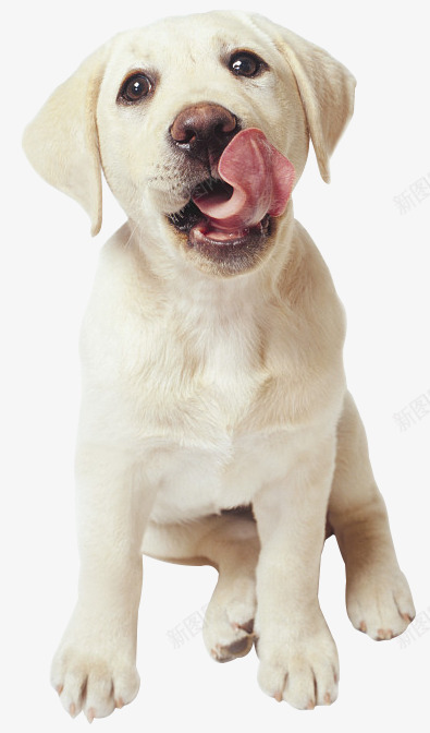 吐舌头的狗png免抠素材_新图网 https://ixintu.com 吐舌头的狗 吐舌头的狗PNG 宠物 宠物狗 小狗 狗狗