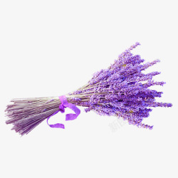 一束紫色的花一束紫色薰衣草高清图片
