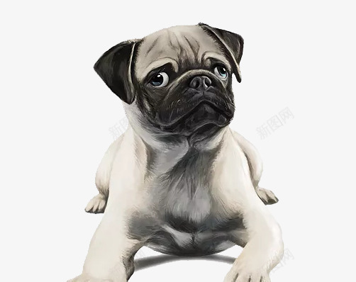 可爱八哥犬png免抠素材_新图网 https://ixintu.com 中国犬 八哥犬 动物 卡通 宠物 家犬 小型犬种 插画