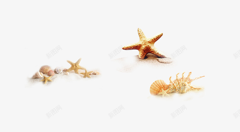 搁浅在沙滩的海星和海螺png免抠素材_新图网 https://ixintu.com 搁浅 沙滩 海星 海螺