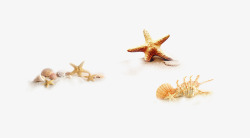 搁浅在沙滩的海星和海螺素材