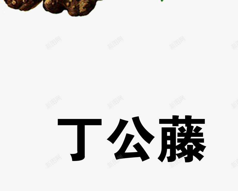 丁公藤png免抠素材_新图网 https://ixintu.com 中药 医疗保健 本草纲木 百草 草药 药材