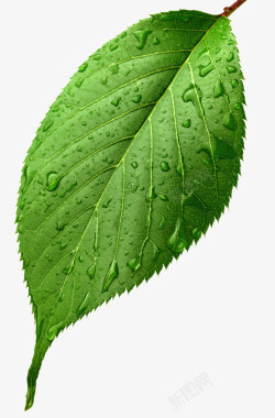 健康水滴绿叶一片叶子绿叶水滴高清图片