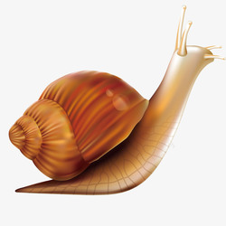 动物的形状虫子蜗牛矢量图高清图片