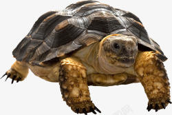 褐色背部背部凹凸不平的海龟高清图片