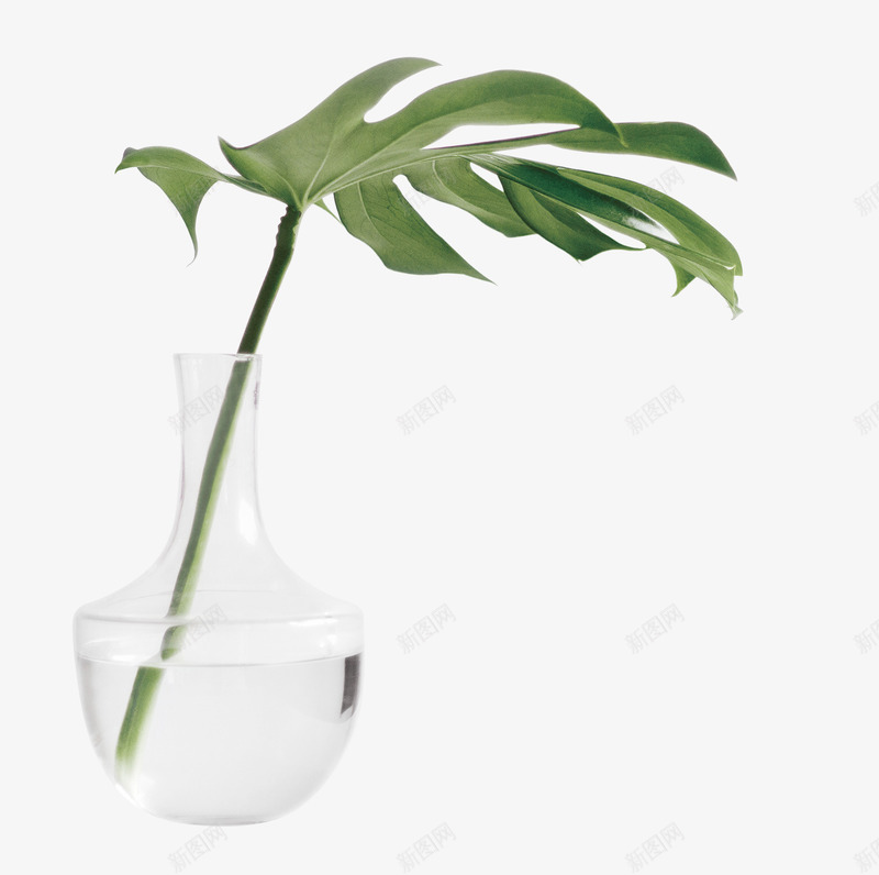 一支树叶盆景png免抠素材_新图网 https://ixintu.com 可爱植物 树叶 盆景 盆栽 绿色植物 花瓶
