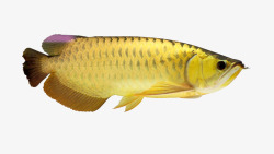 黄色的鱼龙鱼高清图片