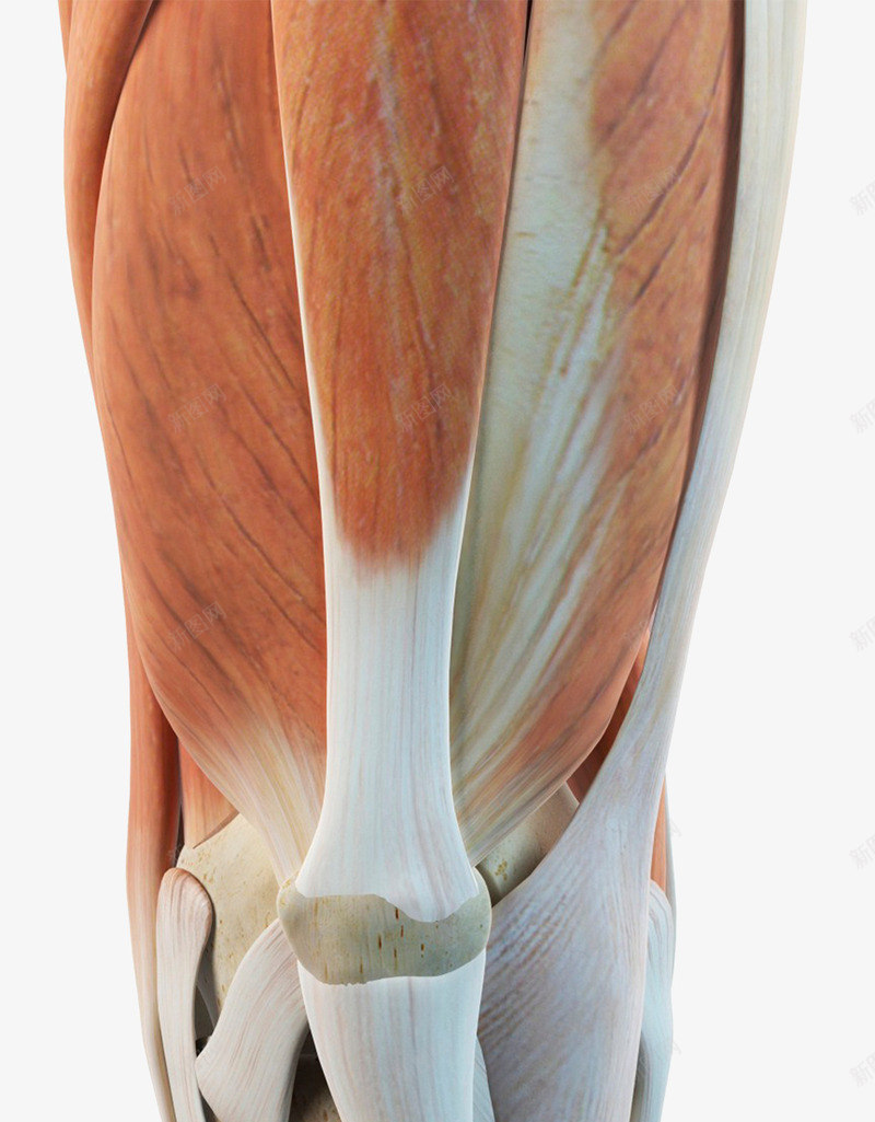 人体膝盖肌腱组织png免抠素材_新图网 https://ixintu.com 人体结构 关节 肌腱 膝盖