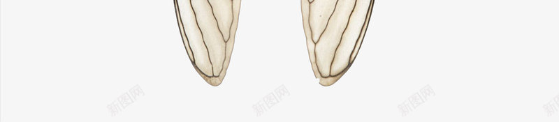 带翅膀的夏蝉png免抠素材_新图网 https://ixintu.com 会飞的动物 卡通 夏虫 夏蝉 昆虫 知了 禅 翅膀 节肢动物 虫子 蝉鸣 飞虫