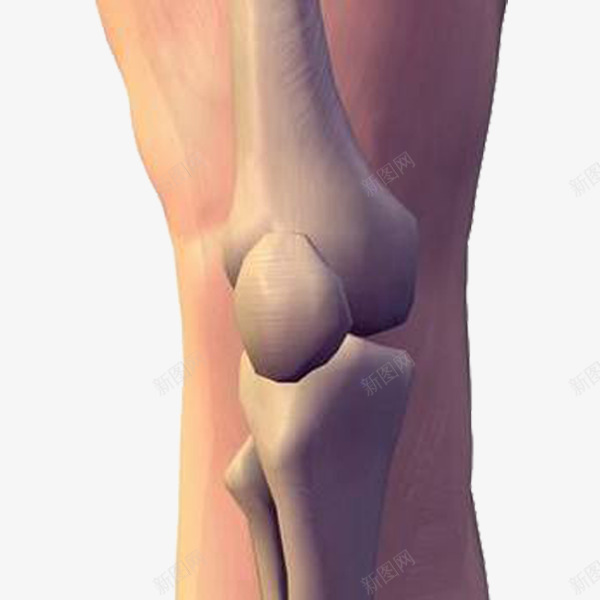 医疗保健png免抠素材_新图网 https://ixintu.com 了解 组成 结构 膝关节 膝盖