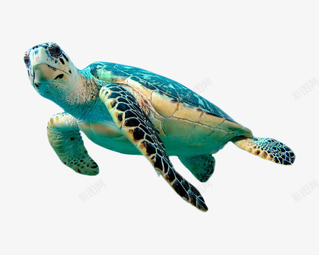海龟元素png免抠素材_新图网 https://ixintu.com 海洋生物 海龟 海龟图片
