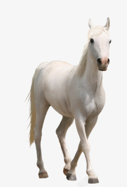 白色的马马素描马图标白色白马高清图片