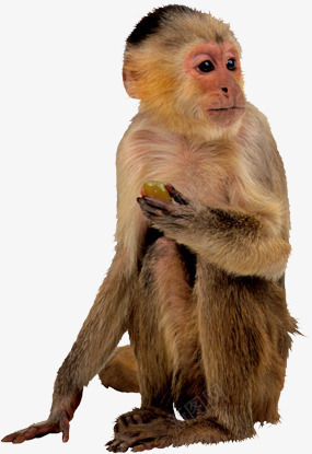 猴子动物姿势猩猩png免抠素材_新图网 https://ixintu.com 动物 姿势 猩猩 猴子