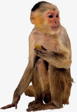 猴子动物姿势猩猩素材