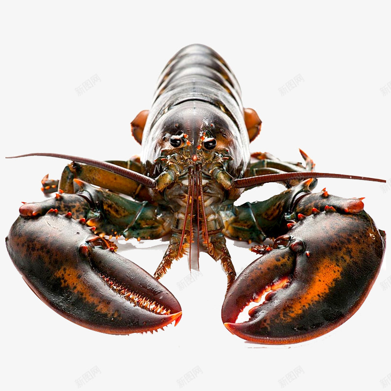 加拿大龙虾png免抠素材_新图网 https://ixintu.com 产品实物 加拿大龙虾 海鲜 龙虾