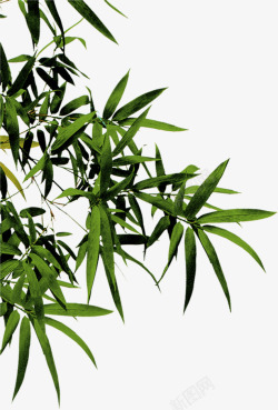 竹纸竹子绿色竹叶竹纸高清图片