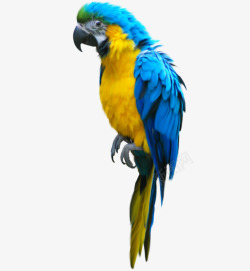 青色鹦鹉彩色鹦鹉高清图片