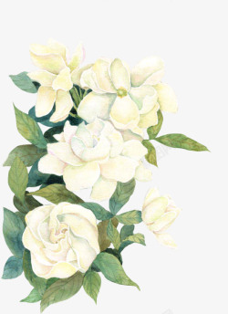 白色牡丹花图片白色花朵手绘牡丹花高清图片