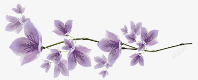 手绘一株花朵png免抠素材_新图网 https://ixintu.com 一枝花 手绘 紫色 花png