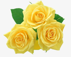 靓丽背景靓丽黄玫瑰美好高清图片