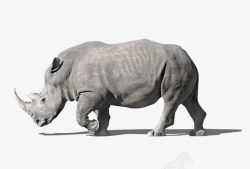 犀牛角简洁灰色犀牛侧面正在行走的犀牛高清图片