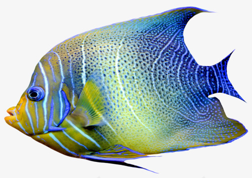 蓝色观赏鱼png免抠素材_新图网 https://ixintu.com 海洋 海鱼 花纹 蓝色 观赏鱼